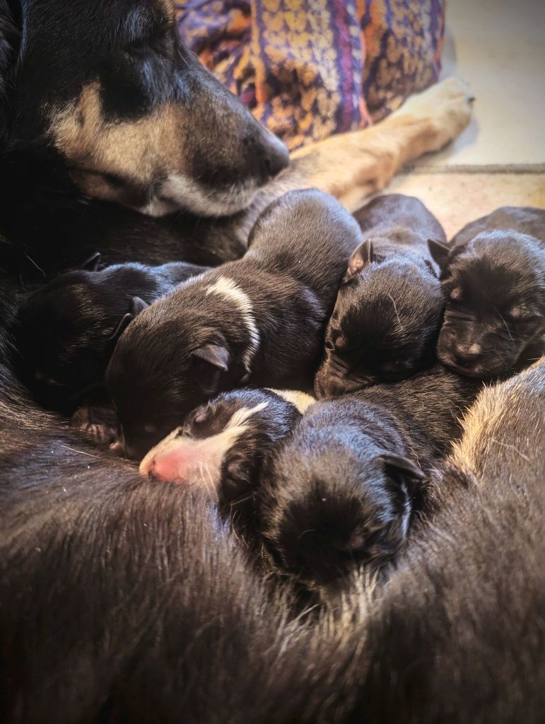 Naissance des chiots!